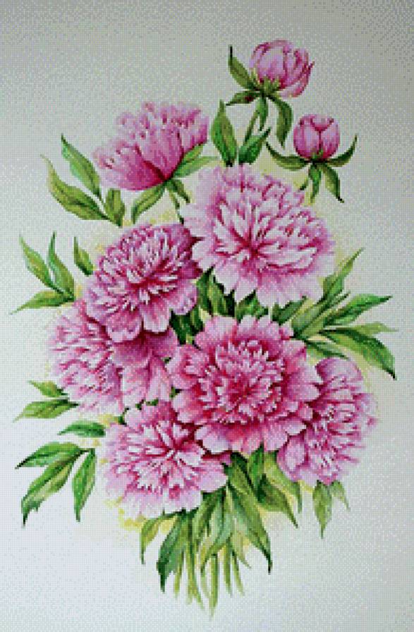 Пионы - натюрморт, цветы - предпросмотр