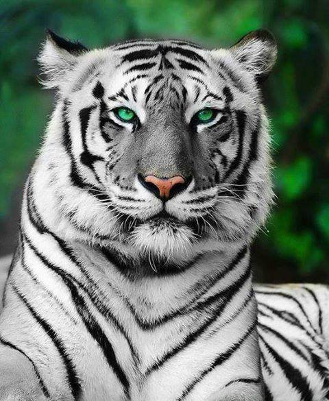 Amursk tiger - оригинал