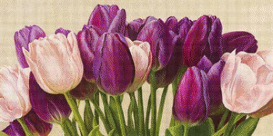 весенние цветы - весенние цветы, розовые цветы, лиловые цветы, тюльпан, тюльпаны - предпросмотр