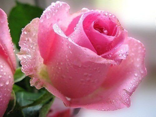 №601348 - цветы, роза - оригинал