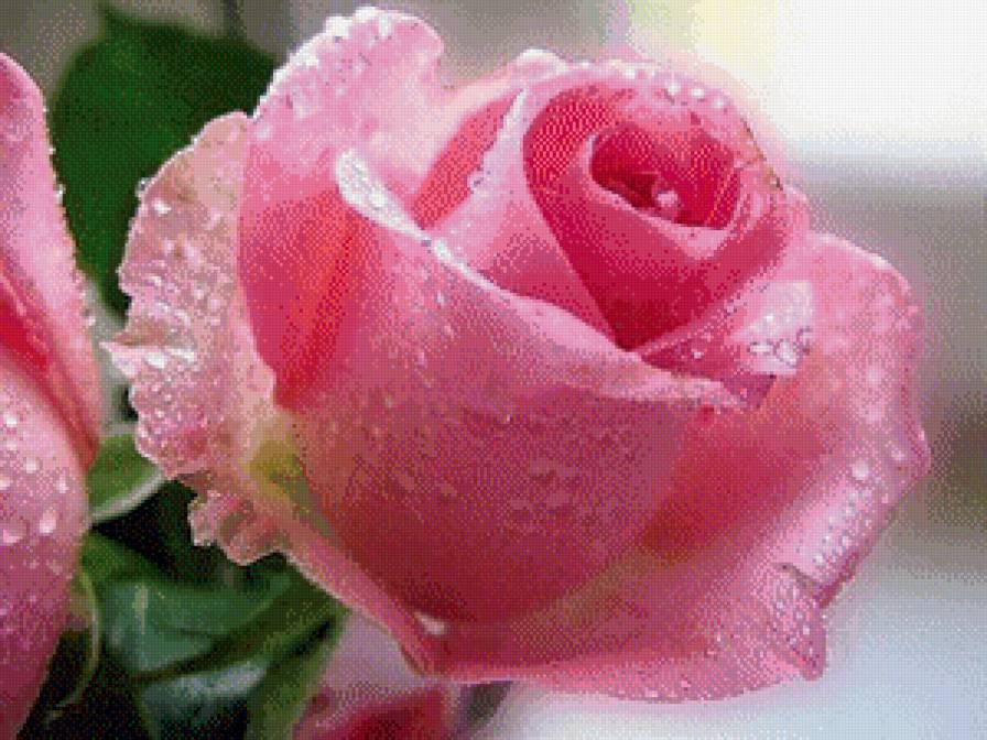 №601348 - роза, цветы - предпросмотр