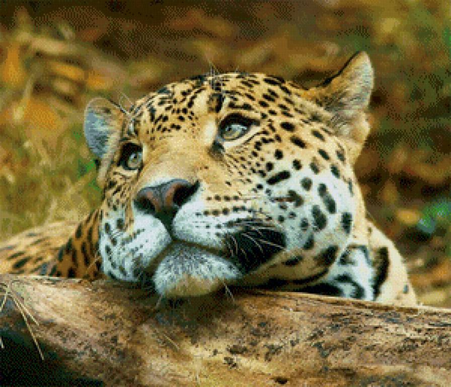 Ягуар - предпросмотр