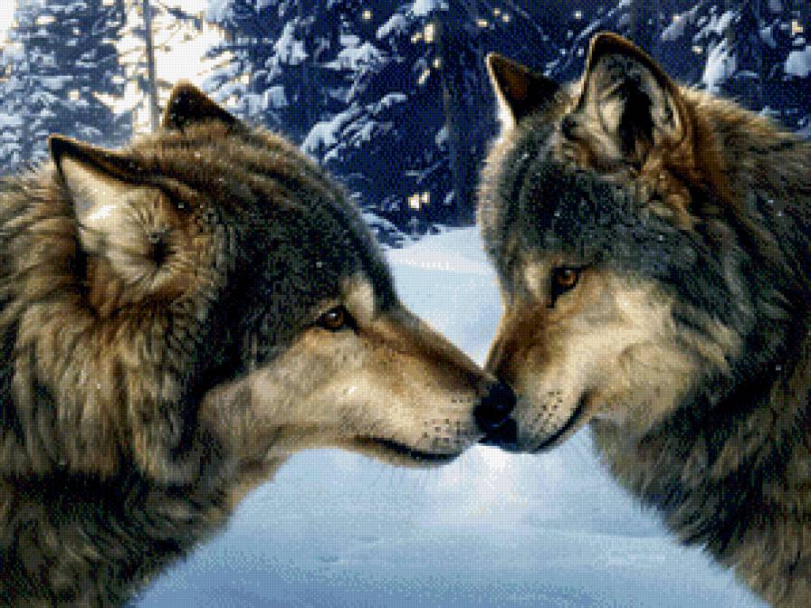 пара волков - животные - предпросмотр