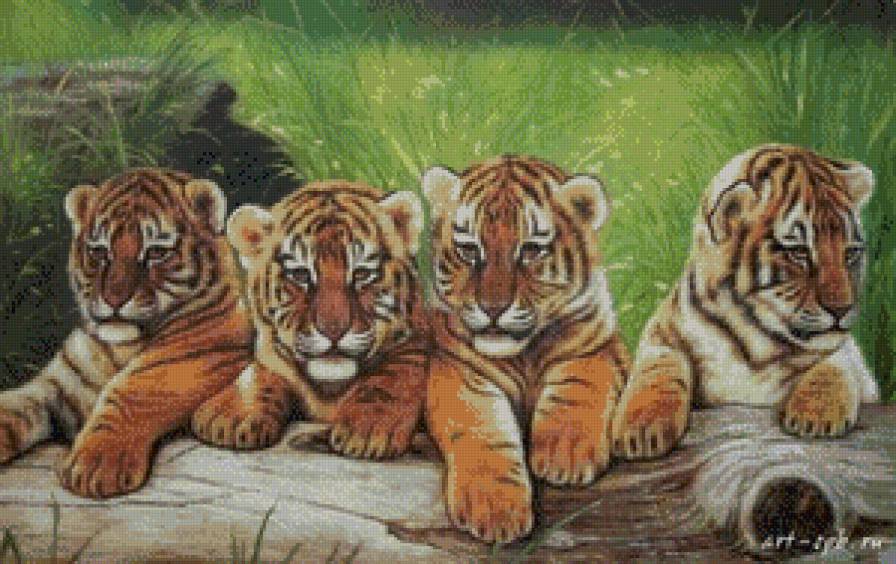 тигрята - предпросмотр
