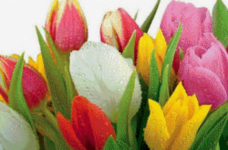 тюльпанчики - цветы, букет, ваза - предпросмотр