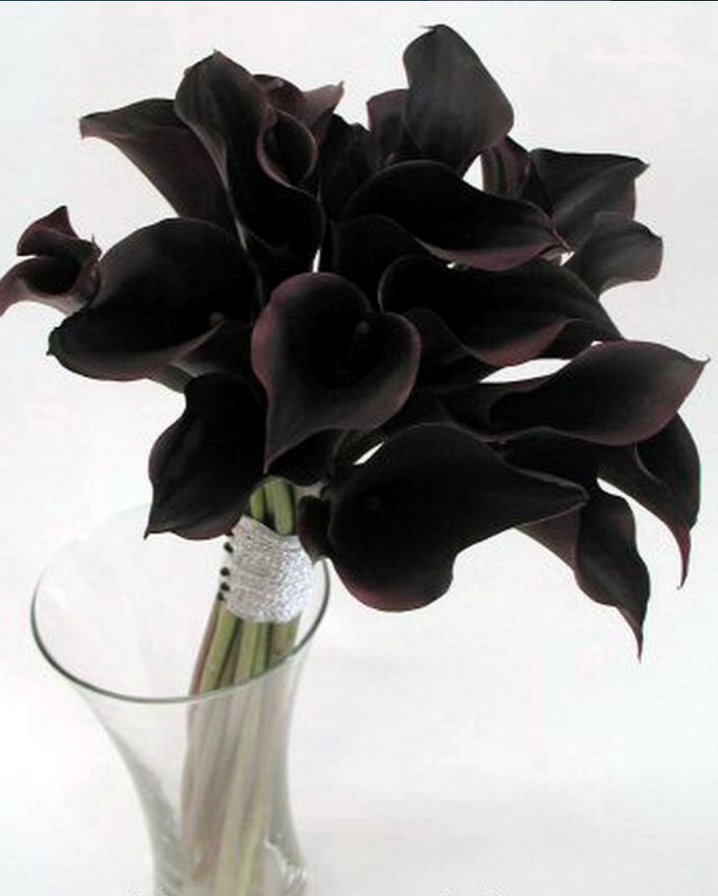 черные каллы - цвет, букет, цветы - оригинал