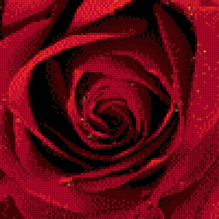 Роза 1 - цветы - предпросмотр