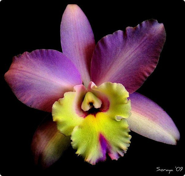 орхидея - цветок, подушка - оригинал