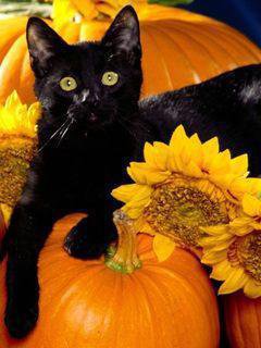 хэлоуинский кот - котики - оригинал