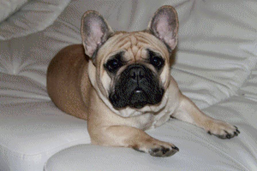 французик - животные - предпросмотр