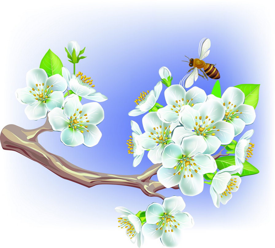 Цветущая ветвь - цветы, азия, пчела, сакура, восток - оригинал
