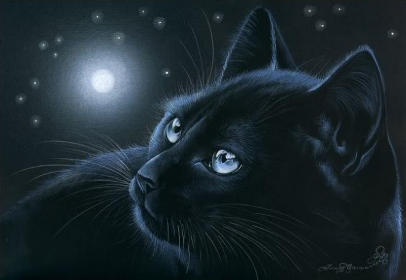черная кошка - оригинал