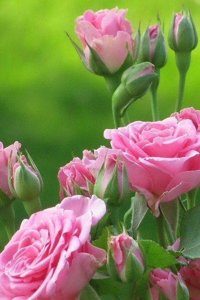 Розовые розы - цветы, розы - оригинал