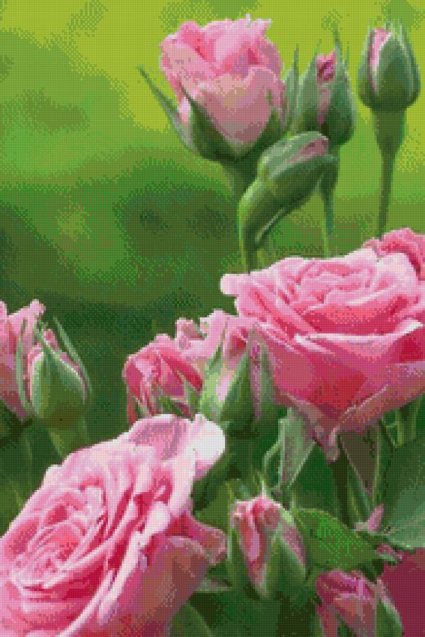 Розовые розы - розы, цветы - предпросмотр