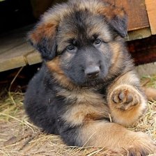 Оригинал схемы вышивки «№602241»