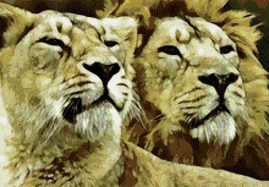 Львы - львы, животные - предпросмотр