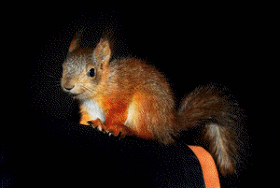 бельченок - животные, белки - предпросмотр