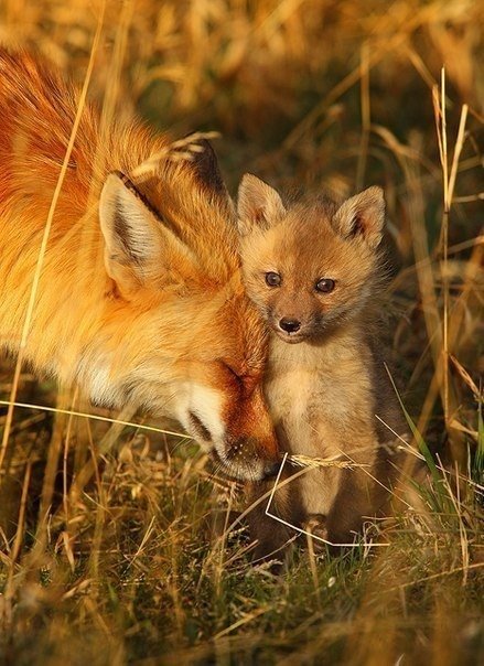 №602451 - лисы - оригинал