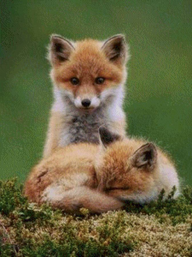 №602453 - лисы - предпросмотр