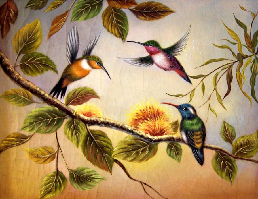 колибри - колибри, птицы - оригинал