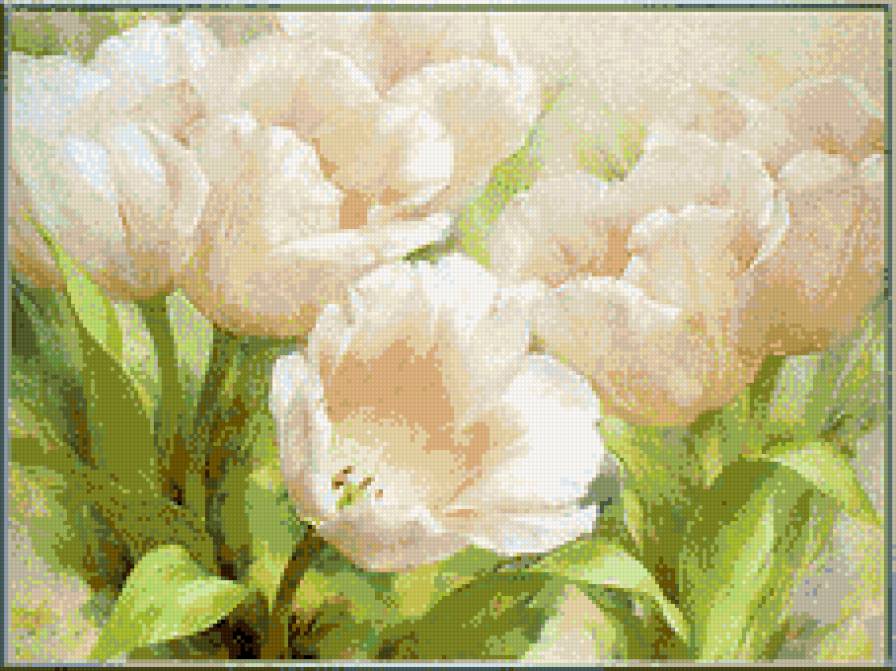 Белые тюльпаны - тюльпаны, цветы, белый - предпросмотр