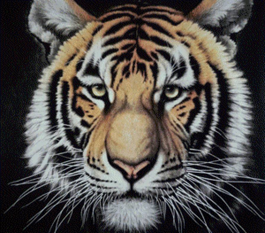 тигр - тигр, хищник, тигры - предпросмотр