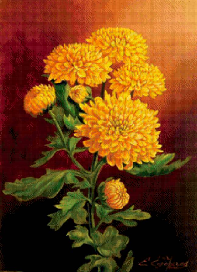 желтые хризантемы - хризантемы, букет, цветы - предпросмотр