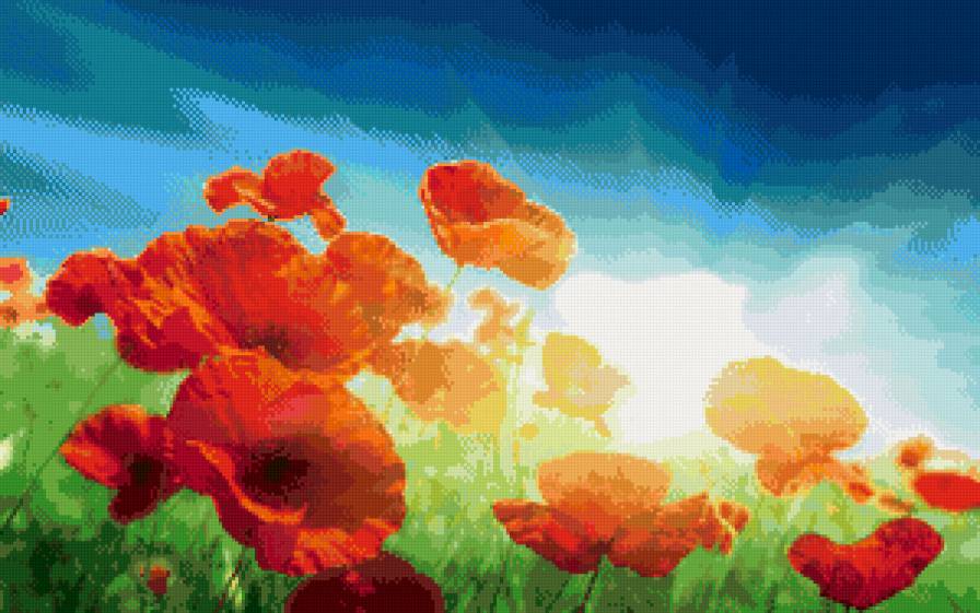 маки - цветы - предпросмотр