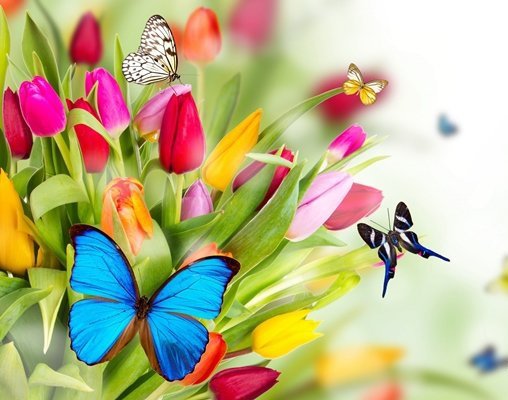 цветы - бабочки, цветы - оригинал