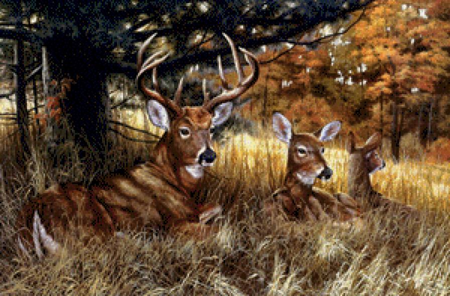 оленье семейство - животные, олени - предпросмотр