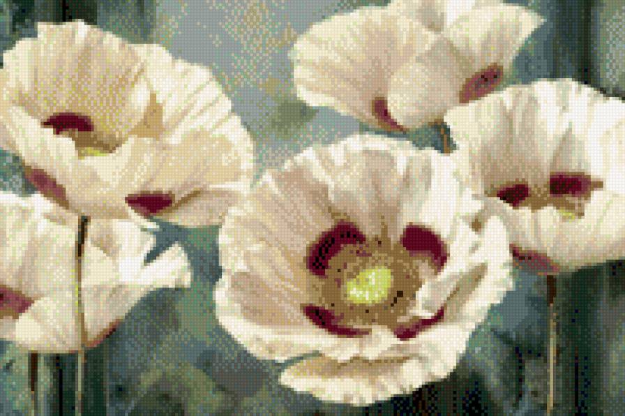 маки - цветы - предпросмотр