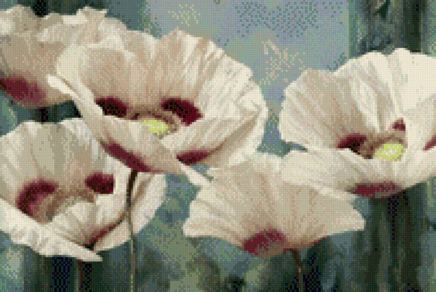 маки 2 - цветы - предпросмотр