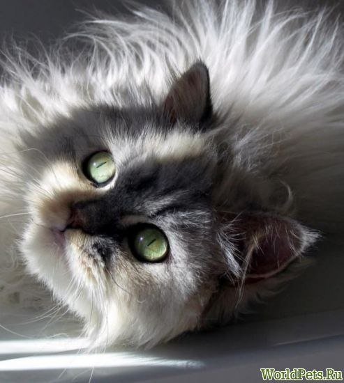 нежная - белая кошка, зеленые глаза, кошка - оригинал