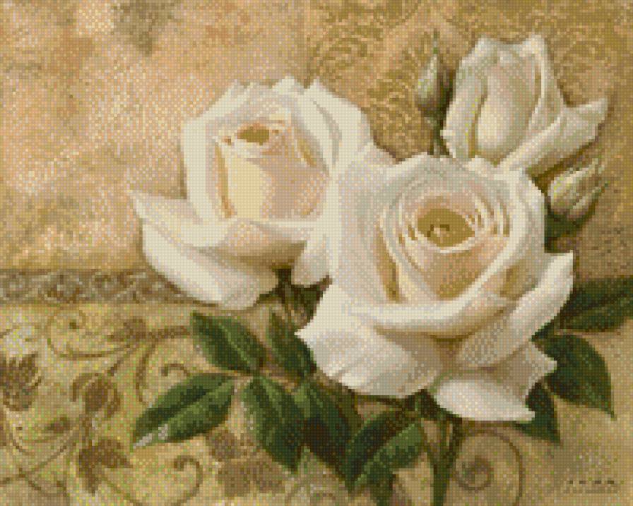 розы белые - цветы - предпросмотр