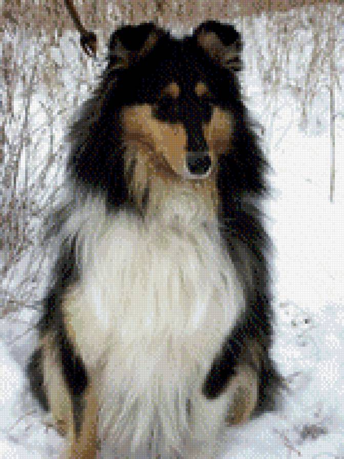 Бона - шелти - предпросмотр