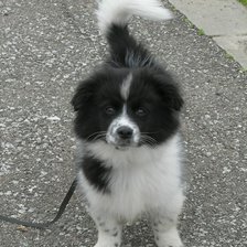 Схема вышивки «cuco»