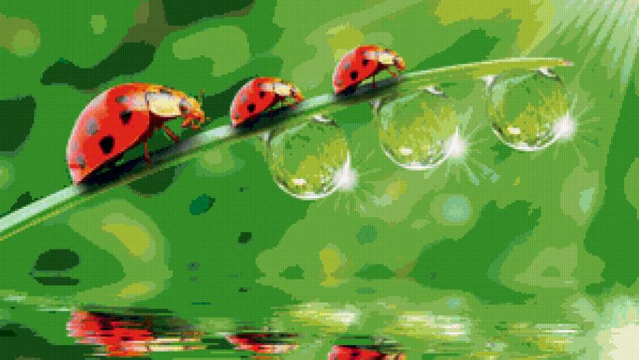 божьи коровки - насекомые - предпросмотр