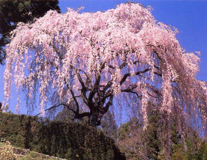 сакура - дерево, природа. восток - оригинал