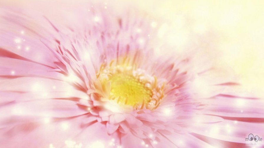 гербера - оригинал