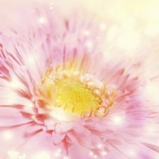 Схема вышивки «гербера»