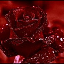 Схема вышивки «раза красная»