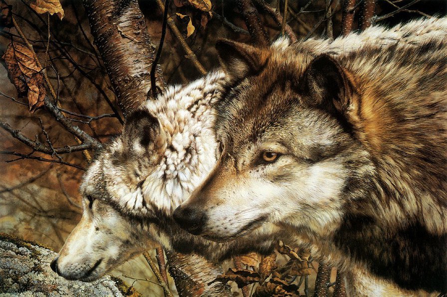 Волки - волк, животные - оригинал