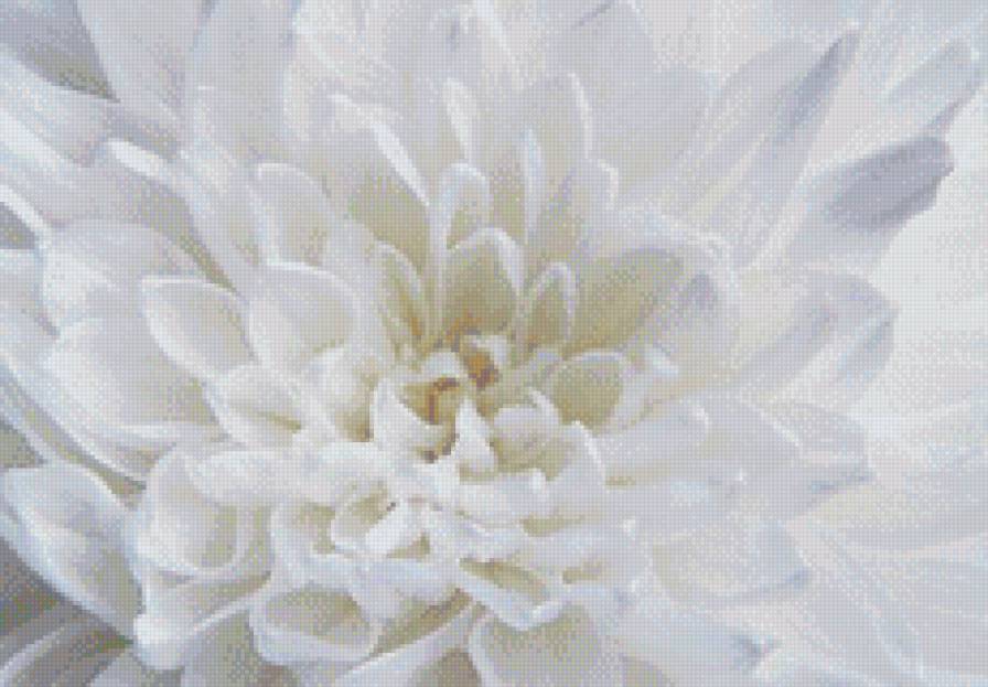 цветок - предпросмотр