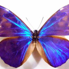 Схема вышивки «бабочки фиолет»