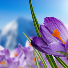 Схема вышивки «крокус»