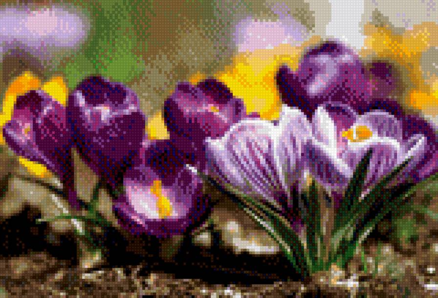 крокусы - цветы - предпросмотр