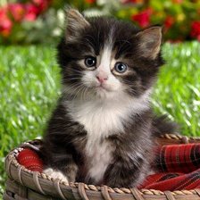 Схема вышивки «котенок»