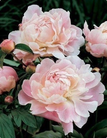 №604132 - оригинал