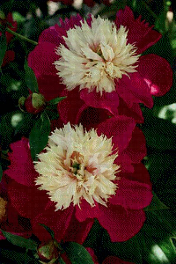 №604135 - предпросмотр