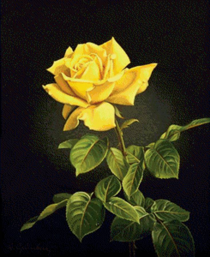 жёлтая роза - картина цветы - предпросмотр